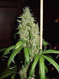 Homegrown Fantaseeds Skunk #1 Regular
