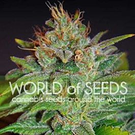 World of Seeds Skunk 47 Feminized
