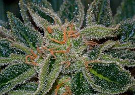 T H Seeds Skunk XXX Regular