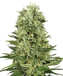 Sensi Seeds Skunk #1 AUTO Feminised