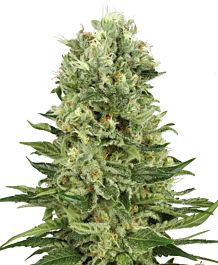 White Label Skunk #1 Automatic Feminized