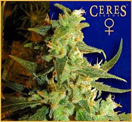 Ceres Seeds Skunk Haze Feminised