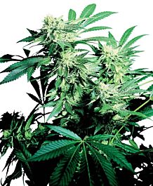 Sensi Seeds Skunk Kush Regular