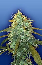 Flying Dutchmen Skunk #1 Feminised