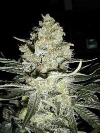 Seedsman Original Skunk #1 Regular