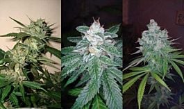 DNA Genetics Skunk Train Collectors Pack