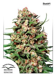 Dutch Passion Skunk #1 Regular