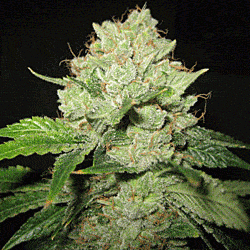 Sagarmatha Seeds Cal-Train Wreck Feminized