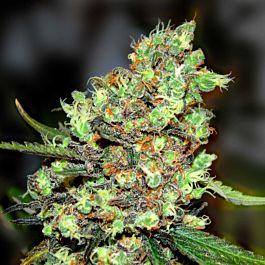 G13 Labs Skunk #1 Feminized