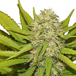 Royal Queen Seeds Skunk XL Feminized