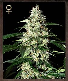 Green House Company Skunk Auto Feminized