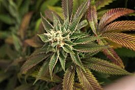 T H Seeds Skunkage Regular Seeds 