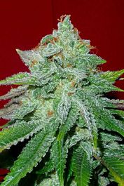 Gage Green Seeds Starlet Kush Regular