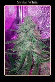 Mephisto Genetics Skylar White Auto Feminised Seeds (Limited Edition) 