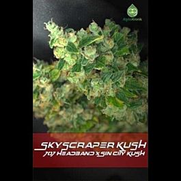 Alphakronik Genes Seeds Skyscraper Kush Regular
