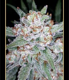 Mephisto Genetics Skystomper Auto Feminised Seeds (Limited Edition)