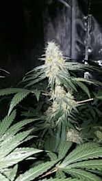 Mephisto Genetics Skywalker Auto Feminised Seeds (Artisanal Automatics)