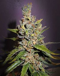 Gage Green Seeds Sacrificial Lamb Regular