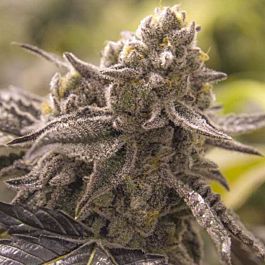 Moxie Seeds Lucky Number Sleven Feminized