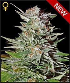 Green House Company Super Lemon Haze Auto Feminised