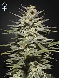Green House Company Super Lemon Haze CBD Feminised