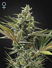 Green House Company Super Lemon Haze Auto CBD Feminized