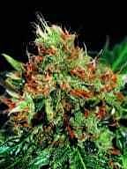 Sagarmatha Seeds Slyder Regular
