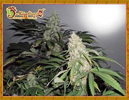 Dr Krippling Kripple Roulette Feminized