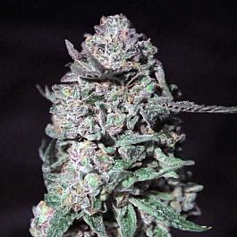Moxie Seeds Snake Venom Feminized