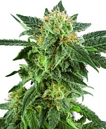 White Label Snow Ryder Auto Feminized