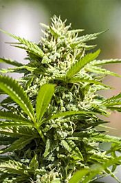 Digital Genetics SnowBerry Blue Regular