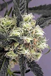 Dutch Passion Snow Bud Feminised