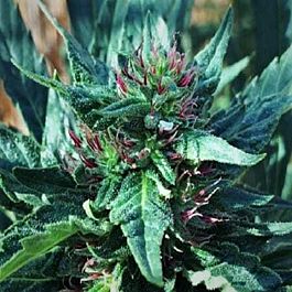Grand Daddy Purp Genetics Snowcap Regular