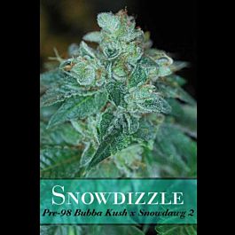 Alphakronik Genes Seeds Snowdizzle Regular