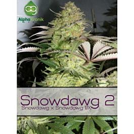 Alphakronik Genes Seeds Snowdawg 2 Regular