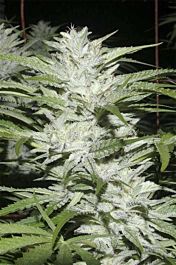 Digital Genetics Snowfire Isis Kush Regular