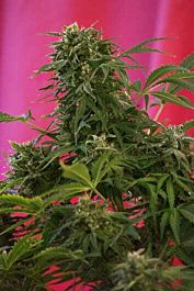 Sweet Seeds Snow Fruit Feminised