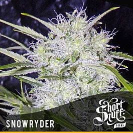 Short Stuff Seeds Snowryder Auto Regular