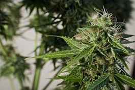 Dutch Passion Snowstorm #2 Autoflowering Feminised