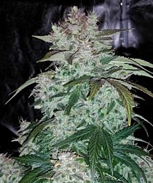 Mephisto Genetics S.O.D.K Auto Feminized