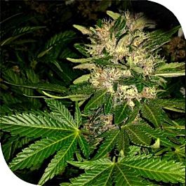 Plantformers SOG Killin Feminized