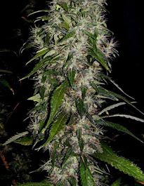 Soma Seeds Big Kahuna Regular