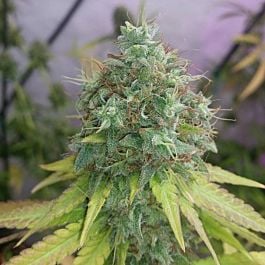 Soma Seeds G13 Haze x Amethyst Bud Regular