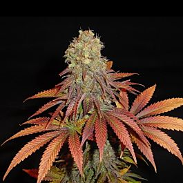Soma Seeds G13 Haze X Citralah Regular