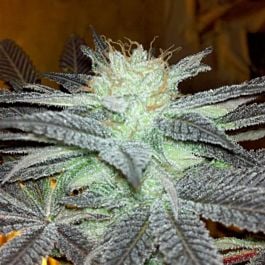 Soma Seeds G13 Haze x Free Tibet Regular