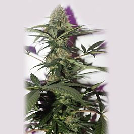 Soma Seeds G13 Haze x Haze Heaven Regular