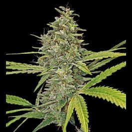 Soma Seeds G13 Haze x Reclining Buddha Regular
