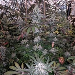 Soma Seeds Somatic (Auto NYC Diesel) Regular