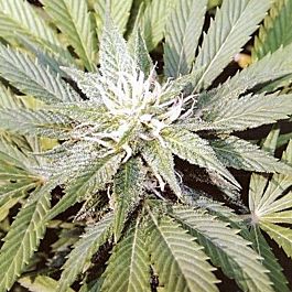 Soma Seeds Somini Regular