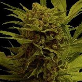 Soma Seeds Somanna Regular
